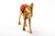 Kamel stehend mit Stoffdecke 20 cm